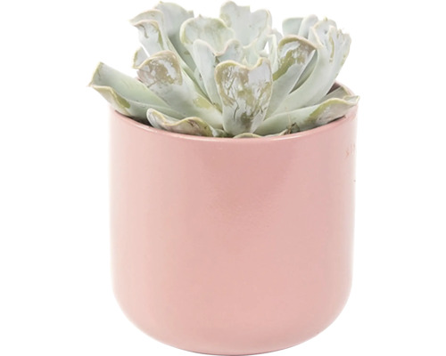 Sukulent i en blomkruka