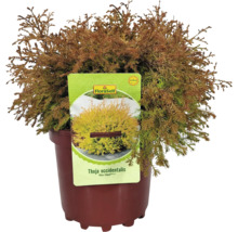 Thuja ''Fire Chief'' i en kruka med FloraSelf-etikett