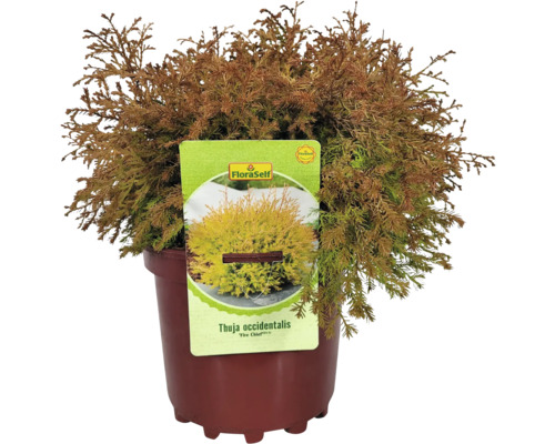 Thuja ''Fire Chief'' i en kruka med FloraSelf-etikett