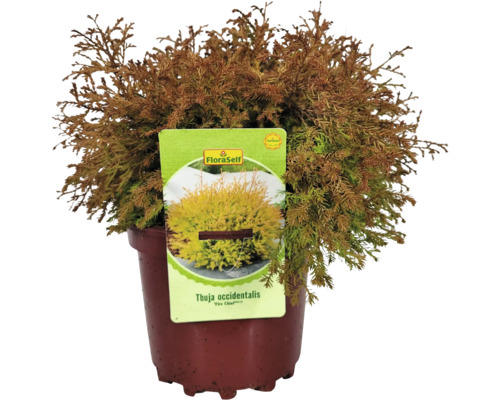 Amerikansk tuja Thuja occidentalis ''Fire Chief'' i kruka