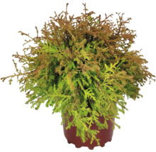 Cypress i kruka