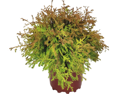 Cypress i kruka