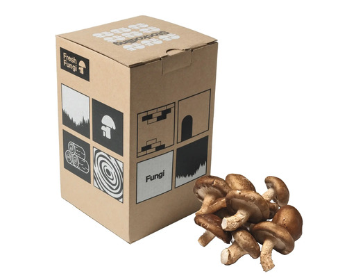 Svampodling Fresh Fungi stock shiitake