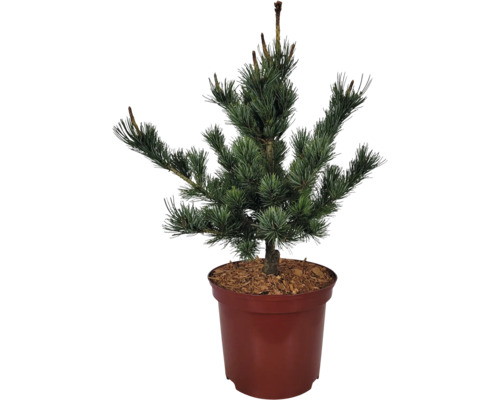 Silvertall Pinus parviflora 'Negishi' 25-30cm Co 3L