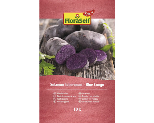 Sättpotatis FloraSelf Blue Congo, 10 stycken