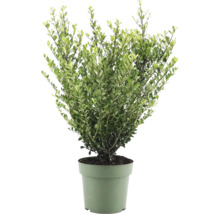 Japansk järnek FLORASELF Ilex crenata 'Jenny' ca 50cm Co 21cm honplanta