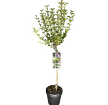 Träd i kruka med etikett