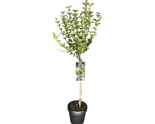 Dvärgsyren stammad FLORASELF Syringa meyeri 'Palibin' stamhöjd 50cm Co Träd i kruka med etikett