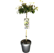 Japansk snöbollsbuske prydnadsbuske i kruka