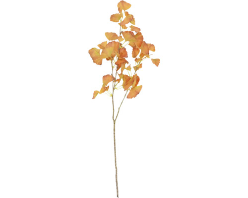 Ginkgogren för dekoration