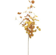 Dekorativ eukalyptusgren med runda blad för inredning