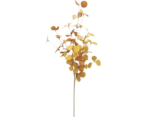 Dekorativ eukalyptusgren med runda blad för inredning