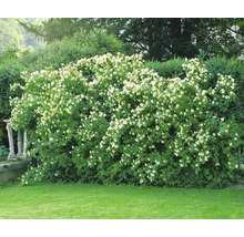 Blommande doftschersmin i trädgården