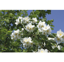 Blommande doftschersmin med vita blommor