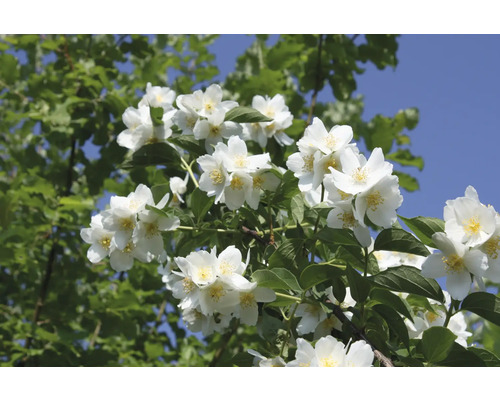 Blommande doftschersmin med vita blommor