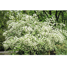 Träd av häggmispel med rikliga vita blommor