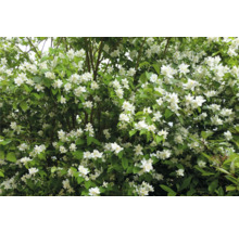 Buske med vita blommor och gröna blad