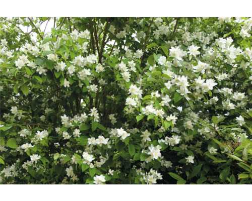 Buske med vita blommor och gröna blad