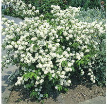 Fylld doftschersmin med vita blommor i trädgården