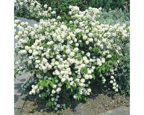 Fylld doftschersmin med vita blommor i trädgården