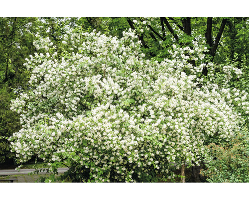 Fullt blommande häckoxel
