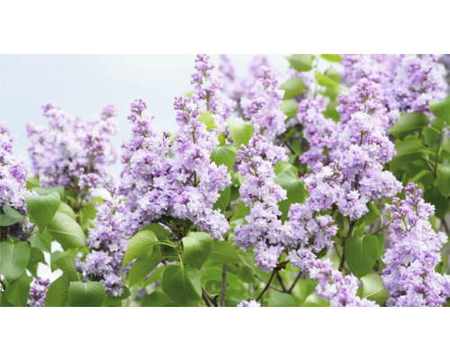 Närbild av en blommande syrenbuske med blommor och blad