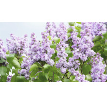 Blommande syrenbuske med gröna blad