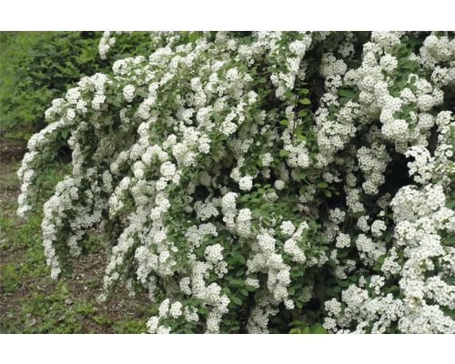 Buske med små, vita blommor