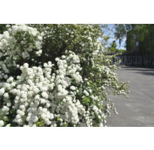 Blommande spirea i trädgården.