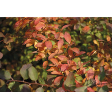 Spirea med röda blad på hösten