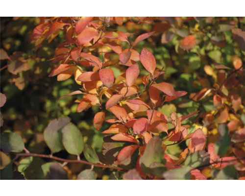 Spirea med röda blad på hösten
