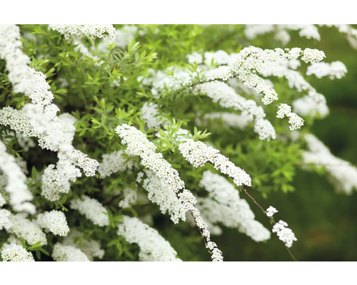 Blommande spirea med vita blommor