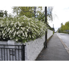 Buskar med vita blommor längs ett staket på en gata