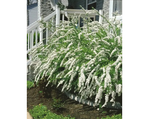 Norskspirea OMNIA GARDEN Spiraea x cinerea 'Grefsheim' 60-100cm 50-pack Norskspirea OMNIA GARDEN Spiraea x cinerea 'Grefsheim' 60-100cm 50-pack