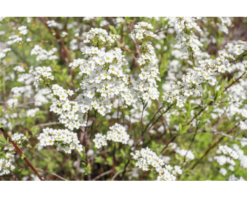Blommande spirea med vita blommor