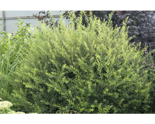 Buske med tät grönska i trädgården.