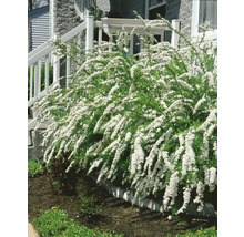 Spireahäck med vita blommor framför ett hus