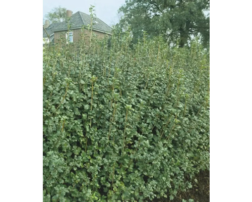 Häck i trädgården