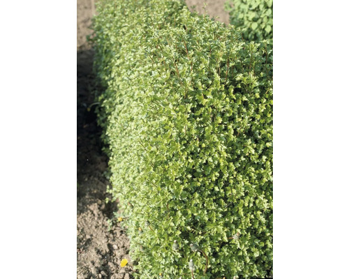 Häck med små blad i trädgården