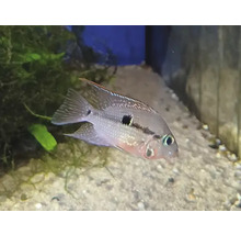 Geophagus spec. Tapajos Redhead Cichlid i akvarium