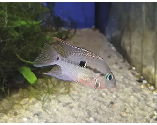 Geophagus spec. Tapajos Redhead Cichlid i akvarium