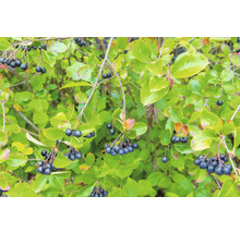 Slånaronia OMNIA GARDEN Aronia × prunifolia 'Elata' 20-40cm 10-pack