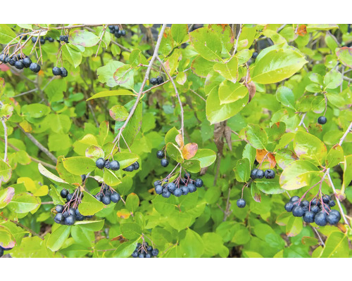 Aroniaplanta med mogna bär och gröna blad.