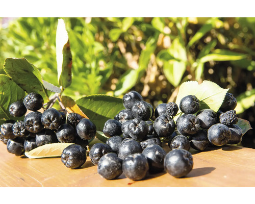 Aroniabär med blad på träunderlag