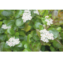 Blommande aroniaplanta med gröna blad
