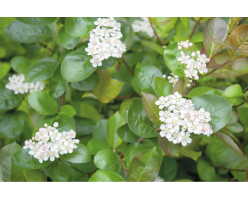 Blommande aroniaplanta med gröna blad