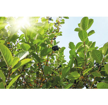 Aroniabärbuske med blad och bär