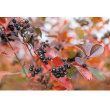 Aronia gren med röda blad och svarta bär