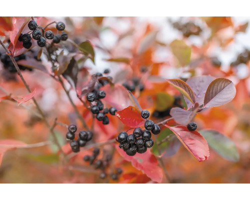 Aronia gren med röda blad och svarta bär
