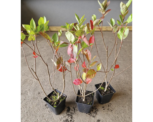 Tre aroniabuskar i krukor.